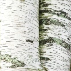 White Birch Tree -Lanscapes Store Paper White Birch 2