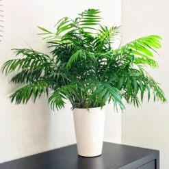 Air-Purifying House Plant Kit -Lanscapes Store Parlor Palm 1 FGT 9892e9fa 6353 4f8b 9408 ebc964ef0bf6