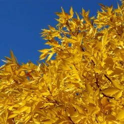 Patmore Green Ash Tree -Lanscapes Store Patmore Green Ash 2