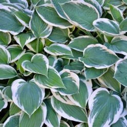 Patriot Hosta Plant -Lanscapes Store Patriot Hosta 3