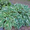 Patriot Hosta Plant 2 Patriot Hosta Plant -Lanscapes Store Patriot Hosta FGT 600x600 940103cb 0bf3 4d39 a022 1aece119f464