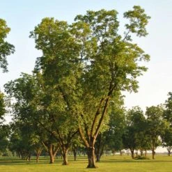 Pawnee Pecan Tree -Lanscapes Store Pawnee Pecan 5 FGT