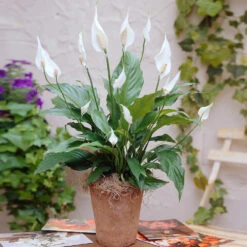 New Apartment House Plant Kit -Lanscapes Store Peace Lily 3 98e084f7 4479 41ec 9230 4271b765469e
