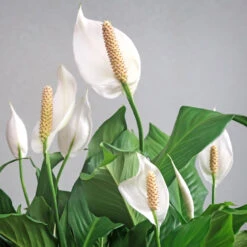 Peace Lily Plant 14 Peace Lily Plant -Lanscapes Store Peace Lily 6