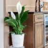 Peace Lily Plant -Lanscapes Store Peace Lily FGT 600x600 b4675117 8b70 4d50 aea6 0b3426a0e7e7