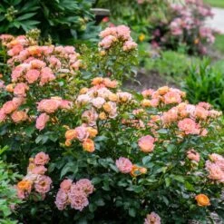 Peach Drift® Rose -Lanscapes Store Peach Drift Rose 2 FGT
