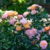 Peach Drift® Rose -Lanscapes Store Peach Drift Rose FGT 600x600 f8ca7bd1 fa31 4812 a01e d374c6e508cc