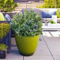 Bushel And Berry® Peach Sorbet™ Blueberry Bush -Lanscapes Store Peach Sorbet BLueberry 2 FGT