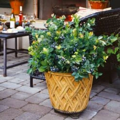 Bushel And Berry® Peach Sorbet™ Blueberry Bush -Lanscapes Store Peach Sorbet BLueberry 3 BB