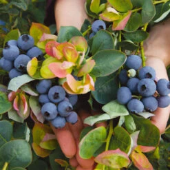 Bushel And Berry® Peach Sorbet™ Blueberry Bush -Lanscapes Store Peach Sorbet BLueberry 7