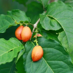 Peanut Butter Fruit Tree 9 Peanut Butter Fruit Tree -Lanscapes Store Peanut Butter Tree 1 FGT