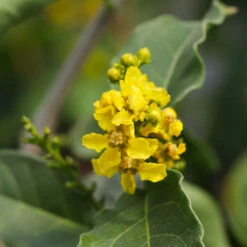 Peanut Butter Fruit Tree 11 Peanut Butter Fruit Tree -Lanscapes Store Peanut Butter Tree 7