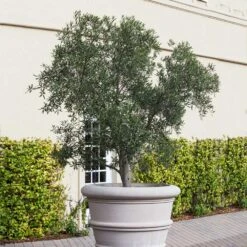 Pendolino Olive Tree -Lanscapes Store Pendolino Olive FGT 2