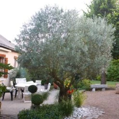 Pendolino Olive Tree -Lanscapes Store Pendolino Olive FGT 3