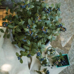 Bushel And Berry® Perpetua Blueberry -Lanscapes Store Perpetua Blueberry 1 FGT