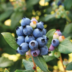 Bushel And Berry® Perpetua Blueberry -Lanscapes Store Perpetua Blueberry 6 FGT