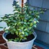 Bushel And Berry® Perpetua Blueberry -Lanscapes Store Perpetua Blueberry FGT 600x600 79c72e4f 795d 4bbd 934f 3af1cb9f5327
