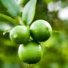 Persian 'Bearss' Lime Bush -Lanscapes Store Persian Lime Bush FGT 600x600 0cd07f7a a04f 4e42 98f2 c02838737259