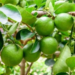 Persian 'Bearss' Lime Tree - USDA Organic -Lanscapes Store Persian Lime Tree 5 FGT 41a57d08 50dd 41a5 856b af8657a65429
