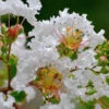 Petite Snow™ Crape Myrtle Tree 1 Petite Snow™ Crape Myrtle Tree -Lanscapes Store Petite Snow Crape Myrtle 600x600 439479aa ee2a 4480 a47a 1c705887b9c5