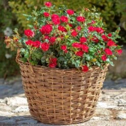 Petite Knock Out® Rose -Lanscapes Store Petite Red Knockout Rose2 FGT