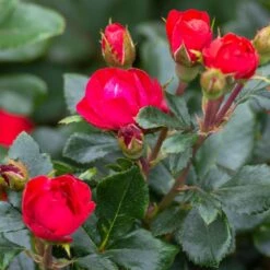 Petite Knock Out® Rose -Lanscapes Store Petite Red Knockout Rose3