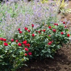 Petite Knock Out® Rose -Lanscapes Store Petite Red Knockout Rose4