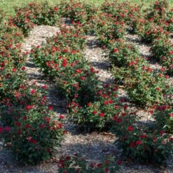 Petite Knock Out® Rose -Lanscapes Store Petite Red Knockout Rose6