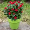 Petite Knock Out® Rose 1 Petite Knock Out® Rose -Lanscapes Store Petite Red Knockout Rose FGT 600x600 70e7a7b5 d660 489f 9ff3 cb48bafed0b7