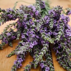 Phenomenal™ Lavender Plant 9 Phenomenal™ Lavender Plant -Lanscapes Store Phenomenal Lavender 3 FGT