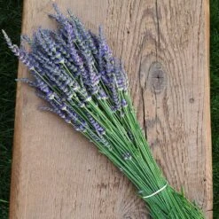 Phenomenal™ Lavender Plant 11 Phenomenal™ Lavender Plant -Lanscapes Store Phenomenal Lavender 7