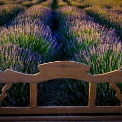Phenomenal™ Lavender Plant 10 Phenomenal™ Lavender Plant -Lanscapes Store Phenomenal Lavender 8 FGT