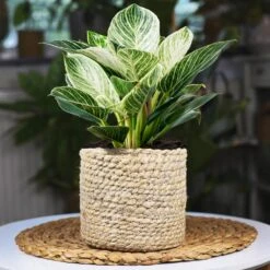 Rare House Plant Kit 12 Rare House Plant Kit -Lanscapes Store Philodendron Birkin 1 2d3789b2 defd 41b8 b089 45b1edca4363