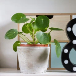 Pilea Peperomioides (Pancake Plant) 11 Pilea Peperomioides (Pancake Plant) -Lanscapes Store Pilea Pancake Plant 3 FGT