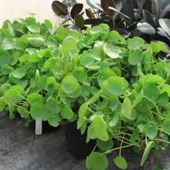 Pilea Peperomioides (Pancake Plant) 12 Pilea Peperomioides (Pancake Plant) -Lanscapes Store Pilea Pancake Plant 6