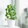 Pilea Peperomioides (Pancake Plant) 2 Pilea Peperomioides (Pancake Plant) -Lanscapes Store Pilea Pancake Plant FGT 600x6005 790aec39 dc5d 4914 880d e848f81aa5e3