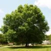Pin Oak Tree -Lanscapes Store Pin Oak FGT 600x600 c4defe34 4bd0 4d62 8fe8 b2d365e03b60
