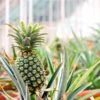 Sugarloaf Pineapple Plant -Lanscapes Store Pineapple FGT 600x600 dcdc6b34 3024 4712 8280 bcc7a8b2798f