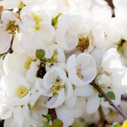 Pineapple Quince Tree 10 Pineapple Quince Tree -Lanscapes Store Pineapple Quince 1 FGT