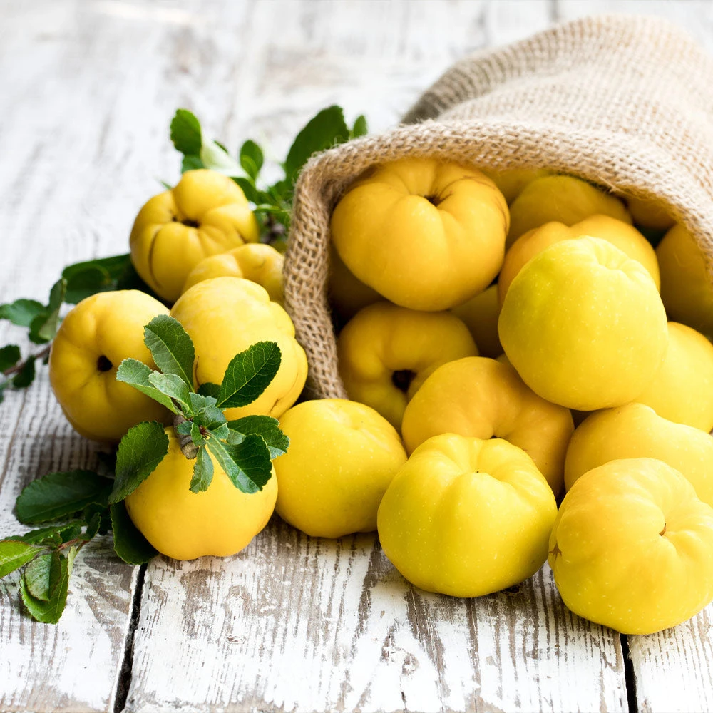 Pineapple Quince Tree 6 Pineapple Quince Tree - Image 4