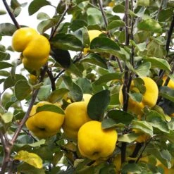 Pineapple Quince Tree 12 Pineapple Quince Tree -Lanscapes Store Pineapple Quince 7