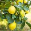 Pineapple Quince Tree -Lanscapes Store Pineapple Quince FGT 600x600 c9f82864 a730 4f25 b785 970b4c0a07c4