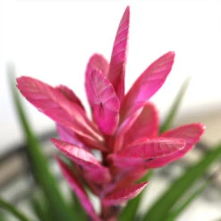 5-Inch Bromeliad In Decorative Pot 12 5-Inch Bromeliad In Decorative Pot -Lanscapes Store Pink Bromiliad 2 e1dd7faf b9f8 429e 84d5 7ce3076db5e3