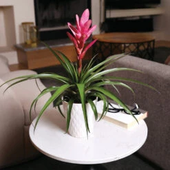 5-Inch Bromeliad In Decorative Pot 13 5-Inch Bromeliad In Decorative Pot -Lanscapes Store Pink Bromiliad 4