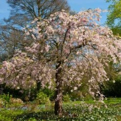 Pink Weeping Cherry Tree 10 Pink Weeping Cherry Tree -Lanscapes Store Pink Double Weeping Cherry 6 FGT
