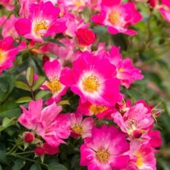 Pink Drift® Rose -Lanscapes Store Pink Drift Rose 1 FGT