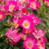 Pink Drift® Rose -Lanscapes Store Pink Drift Rose FGT 600x600 20d4fd32 04cb 474a b152 7b9c720d0596