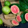 Tropical Pink Guava Tree 2 Tropical Pink Guava Tree -Lanscapes Store Pink Guava FGT 600x600 241d4b5b 612f 43eb 9e6d a98136a2444d