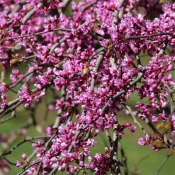 Pink Heartbreaker Redbud Tree -Lanscapes Store Pink Heartbreaker Redbud 1