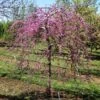 Pink Heartbreaker Redbud Tree -Lanscapes Store Pink Heartbreaker Redbud 600x600 9f119770 559c 4357 915b 2c8485395d8f